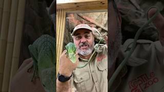 This Is Called A Green Tree Monitor Hes Beautiful