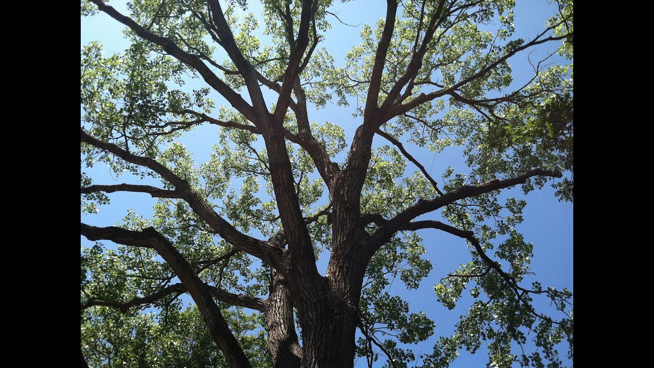Expert Tree Arborist Austin Texas - Connect With Us (512-401-8733)