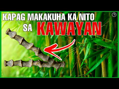 Video: Bamboo: saan ito lumalaki at sa anong bilis? Ang kawayan ba ay damo o puno?