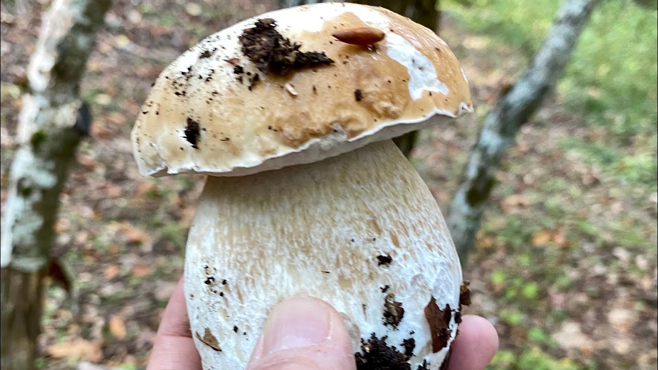 Funghi porcini Appennino Tosco Emiliano con Stefano!!! Domenica 3