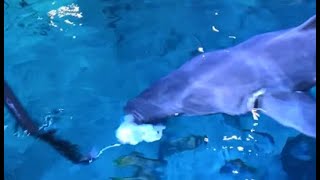 Shark feeding at Adventure Aquarium