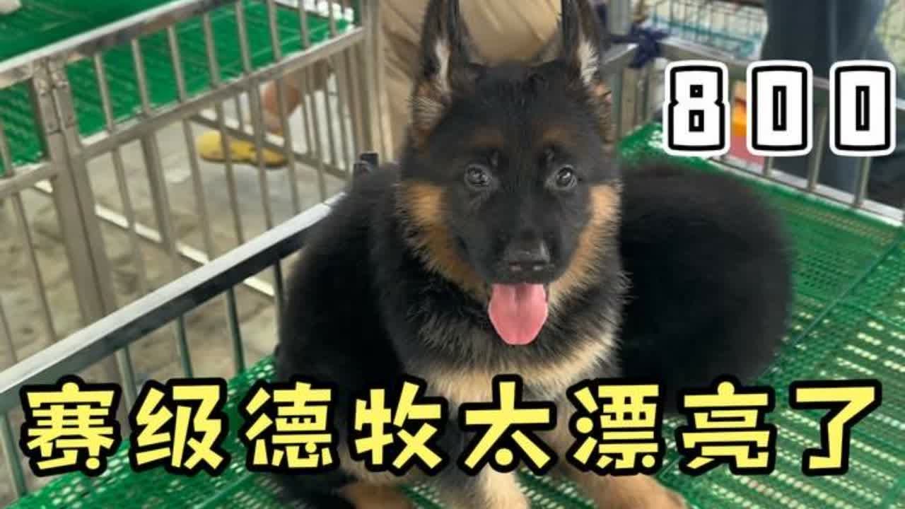 很久没看到这么帅气的德牧了，一眼就心动的德牧，太完美了！ #萌宠 #宠物市场 #狗市 #幼犬 #护卫犬