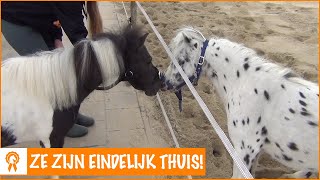 Skittles en Smarties ontmoeten elkaar voor het eerst! | PaardenpraatTV