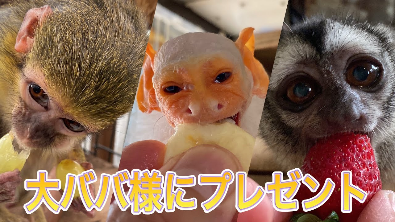 寿命を超えても元気に過ごすお猿さんの大ババ様に大好物のプレゼント届きました！！