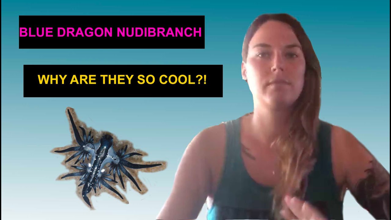 Blue[Eps.4]  Dragon Nudibranchs (Glaucus atlanticus), why are they special?