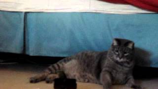 Felinicity