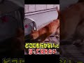 捨てないでと怯える迷い猫