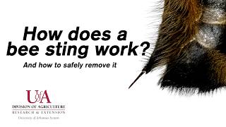 How does a bee sting work