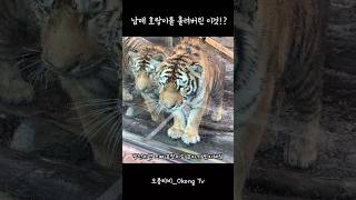 남매 호랑이가 정신 못 차린 이것의 정체는??🤣 #태범무궁 #에버랜드 #호랑이 # #tiger #animals #zoo