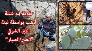 طريقة تقوية شتلة العنب بالتين الشوكي || Prickly Pear Cactus helps your plants grow