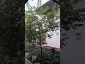 Rain Sound for rellaxing and Deep sleep😴