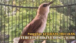 Download Lagu Trucuk BETINA memanggil Jantan Suara Birahi Ngecuplik 100% pancingan trucukan gacor agar BUNYI EMOSI MP3
