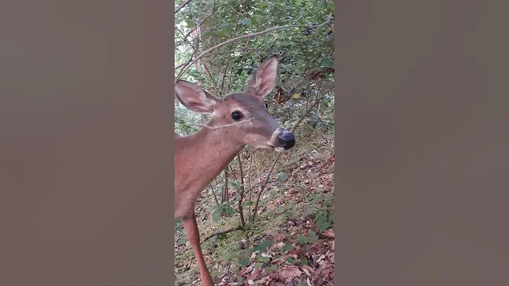 DEBBIES DEER