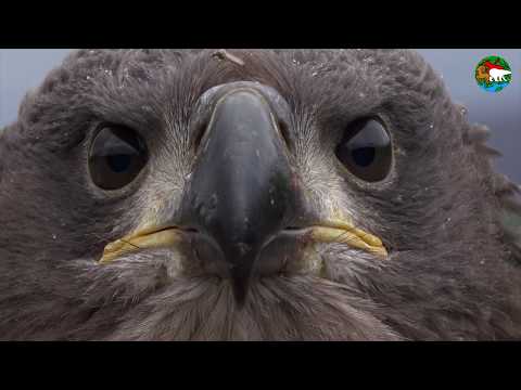 Орлан. Самая большая птица плато Путорана / White-Tailed Eagle. The Biggest Bird on Putorana Plateau