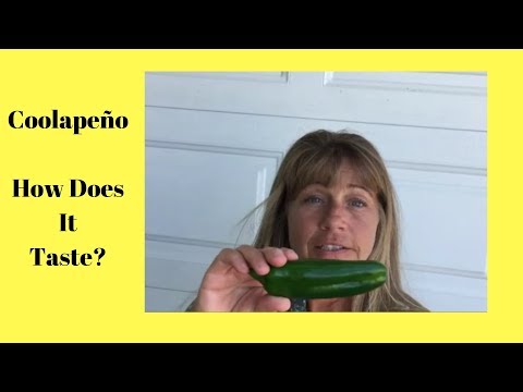 Video: Jalapenos Tidak Menjadi Panas - Cara Mendapatkan Lada Jalapeno Panas