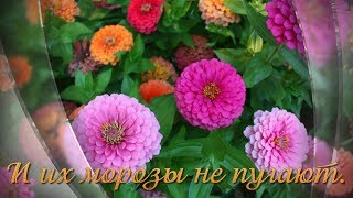 ОСЕННИЕ ЦВЕТЫ ВАМ В ПОДАРОК! ОСЕННИЕ ЦВЕТЫ ВАМ В ПОДАРОК!