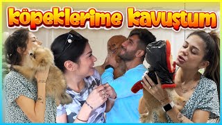 KÖPEKLERİMİN TEPKİLERİ (4 AY SONRA GÖRÜŞTÜK)