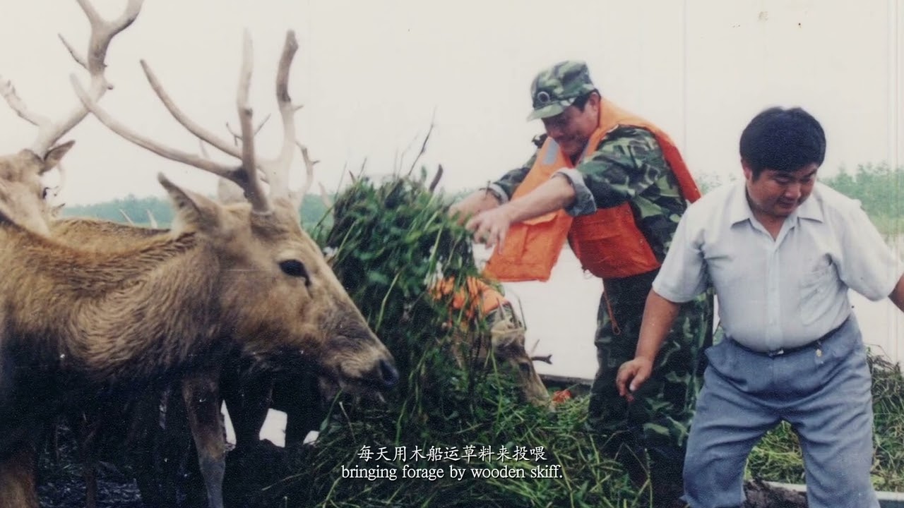 Back to the Wild: The Forty-Year Saga of Milu's Recovery in China 