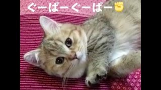 子猫ちゃんのお手ての動きに注目♡【PECO TV】