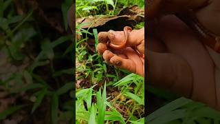 Batang kayu adalah tempat terbaik millipede kaki seribu bersembunyi - short video #snailhunter