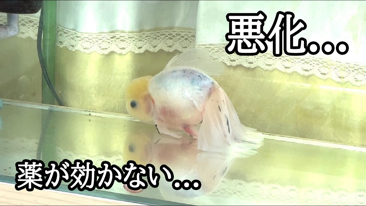 #2-2  松かさ病と赤班病と腹水病を併発しました...