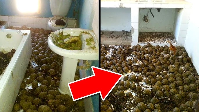 Cops Called To Investigate A Smell Didn't Expect To Find This