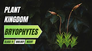 Bryophytes | PLANT KINGDOM | Class 11 | NCERT Biology