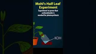 Mohl's Half leaf experiment | #nutrition  10th biology  | AP & TS syllabus |10th science ch-1
