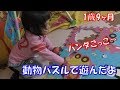 1歳9ヶ月 動物パズルで遊んだよ！