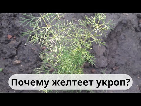 Видео: Проблемы с растениями укропа - причины, по которым сорняки укропа желтеют