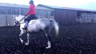 Flatwork schooling