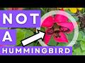 Is it a Bird? Is it a Plane?... The answer will surprise you! #naturelover #nature #entomology #bugs