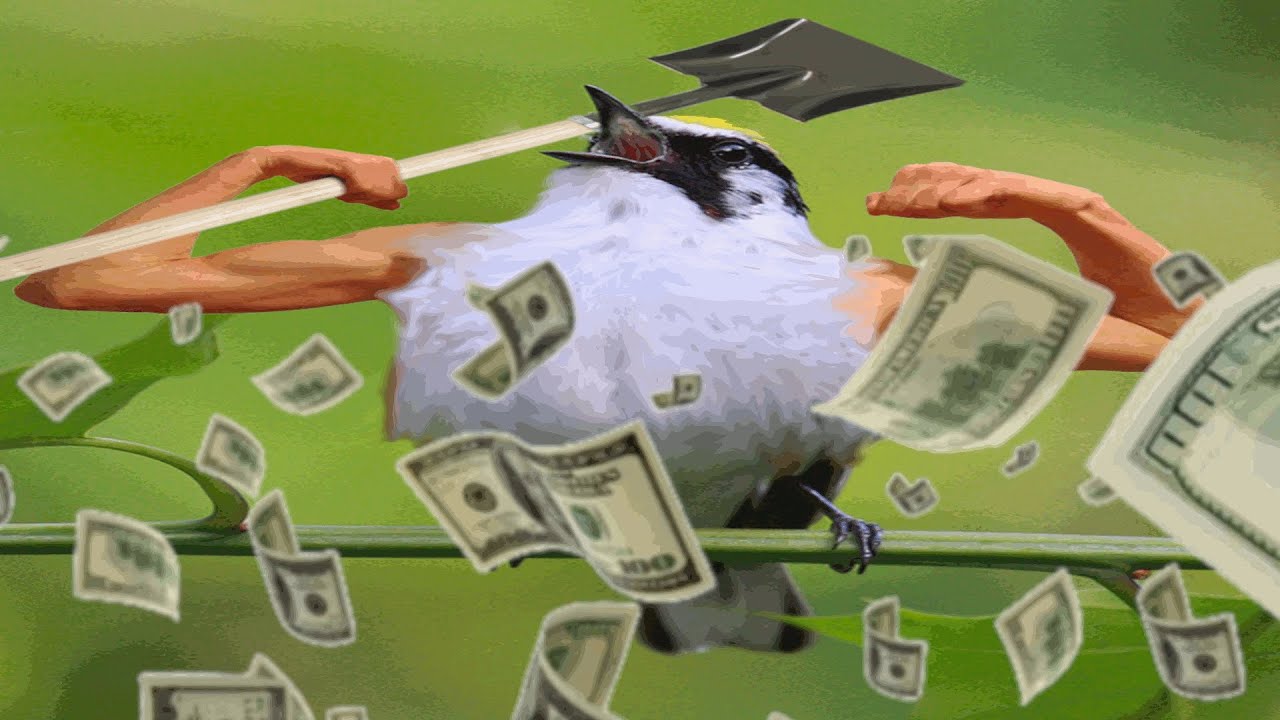 Bird + Shovel = Cash (Hypixel SkyBlock) YouTube