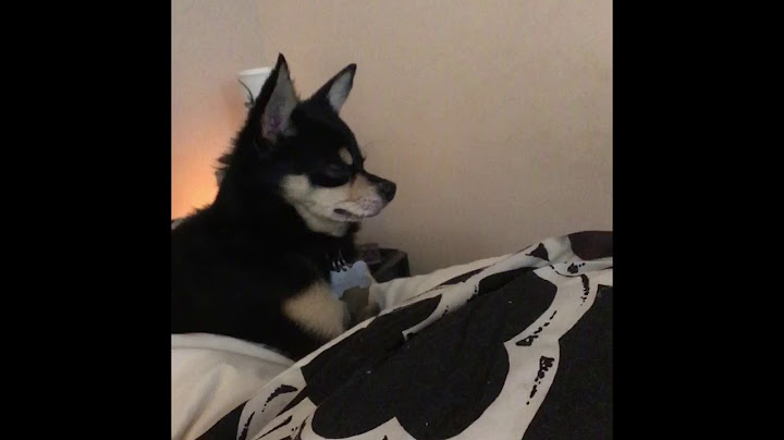 Bad guy but it’s just my dog being a menace to society