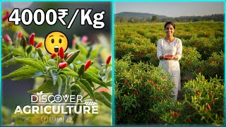 Bird Eye Chilli Farming Complete Guide To High Yield, Care Profit