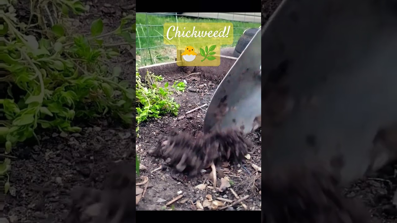 Let's forage for Chickweed! 🐣🌿