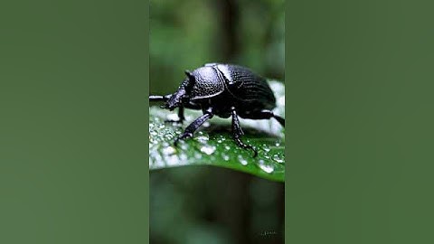 Gleaming Beetle Crawl simple compose