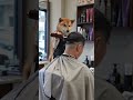 This Dog Gives Better Haircuts Than Your Barber