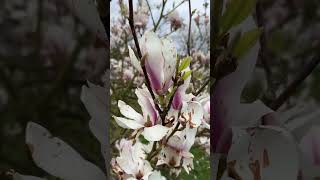 Магнолии в Ирландии. #красота  #magnolia #nature
