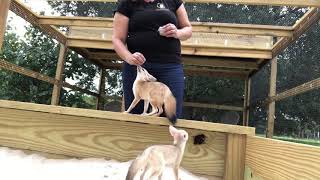 Fox Training: Waldo Learning “Sit”