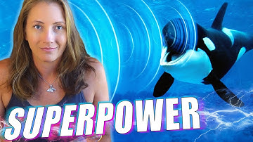 Orca Echolocation is the Ultimate Superpower