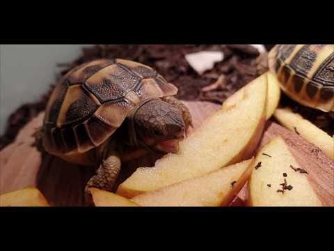 Video: Cosa Mangiano Le Tartarughe A Casa