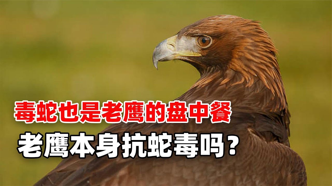 为什么毒蛇毒不死老鹰？还被老鹰当做辣条吃，看看老鹰实力就懂了