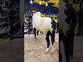fateh jangi bull 2026 I-12 Mandi 2026 bhatta Mandi 2026 #shorts #shortvideo #youtubeshorts #cow