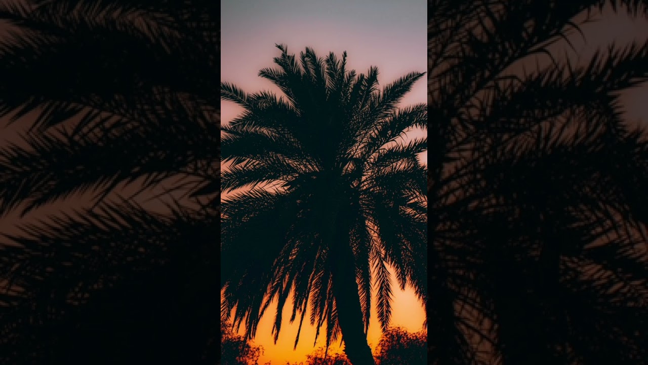 Disfigure - Hollah! | NCS 