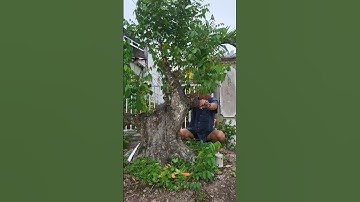 cây khế chua cùng gã đầu bạc độc lạ Bình dương #anhducbonsai #bonsai #shortvideo #shorts #caycanh