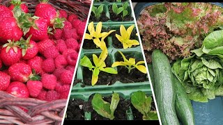 Taking Softwood Cuttings, And Soft Fruit And Salad Harvest screenshot 5