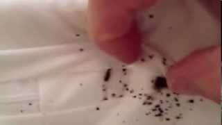 Preferred Pest Control | Signs of Bed Bugs