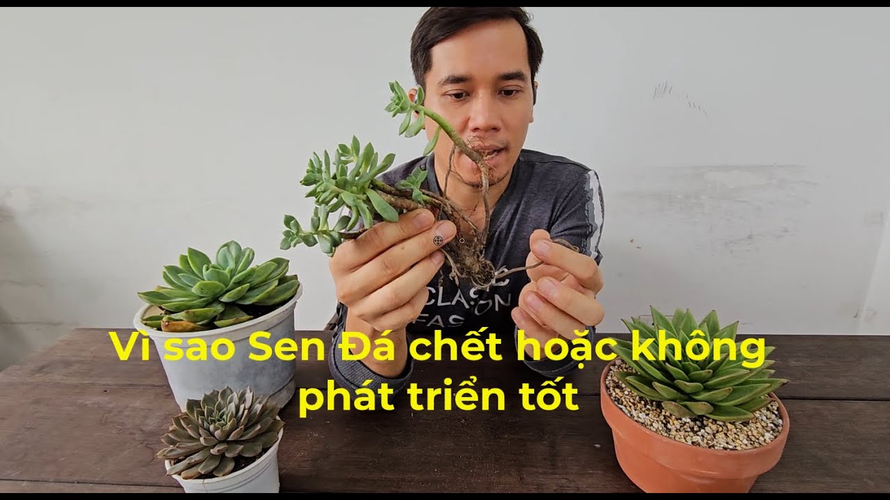 Vì sao Sen Đá chết P1 | #succulents #senda #多肉植物 #다육이들