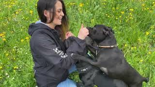 Staffordshire Bullterrier: Menschenfreund und «Nanny Dog»